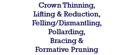 Crown Thinning, Lifting & Reduction, Felling/Dismantling, Pollarding, Bracing & Formative Pruning